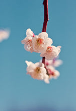 Load image into Gallery viewer, Cherry Almond