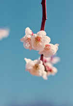 Load image into Gallery viewer, NEW!!! Cherry Almond
